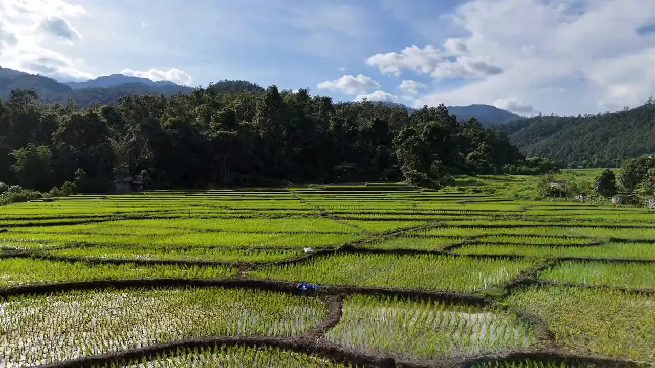 The rice fields at the Bamboo Bridge, with the forest and the mountains behind