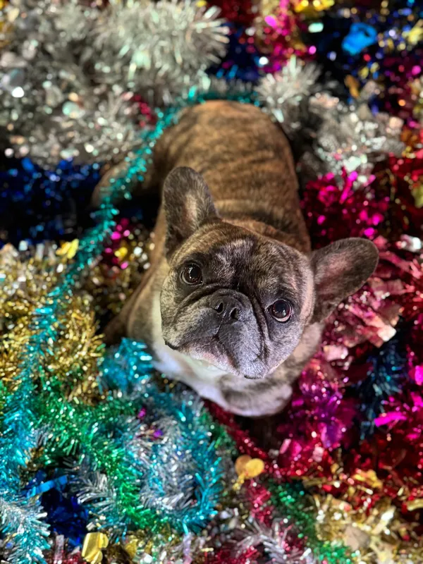 Pablo, the brindle French bulldog, lying in a pile of coloured tinsel and looking up