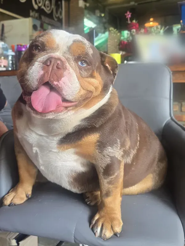 Samantha, the tri-colour English bulldog, sitting on a grey chair with tongue out