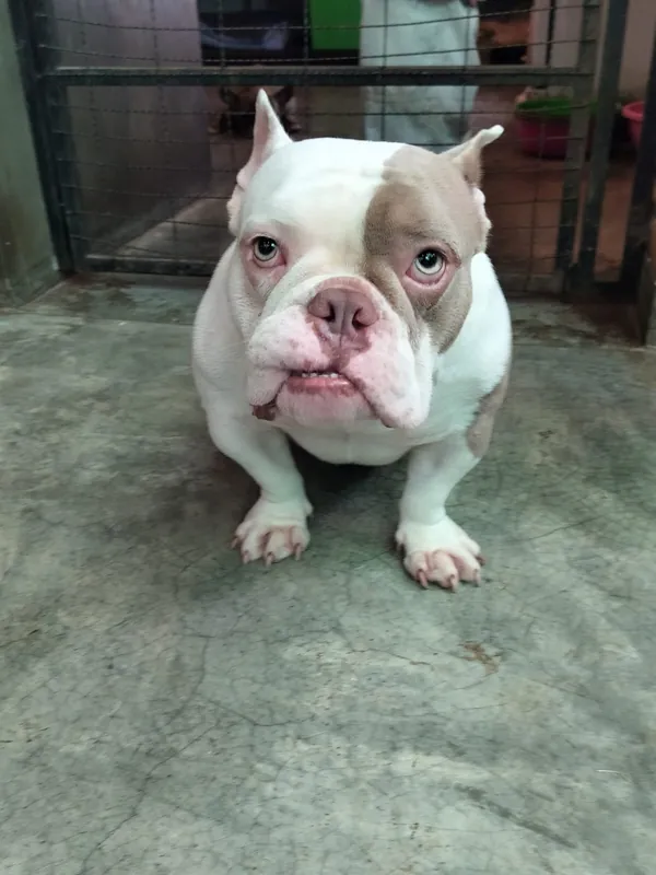 Sophie, the white and lilac mini American bulldog, standing on a concrete floor