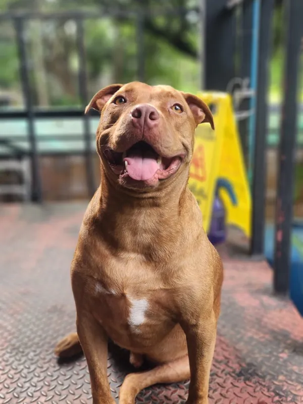 Tarzan, the red-brown staffy mix, sitting on a metal deck and looking up at the camera
