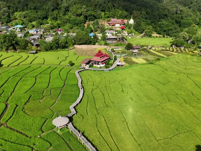 The bamboo bridge winding across green rice fields towards the temple and the village