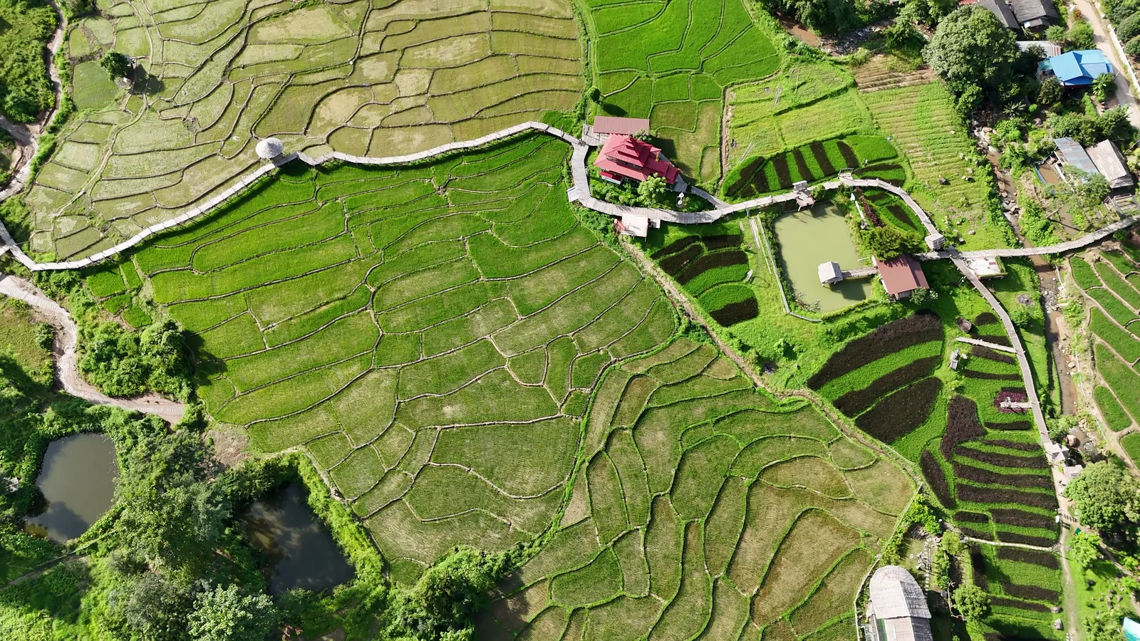 The bamboo walkway crossing the rice terraces, seen from directly above