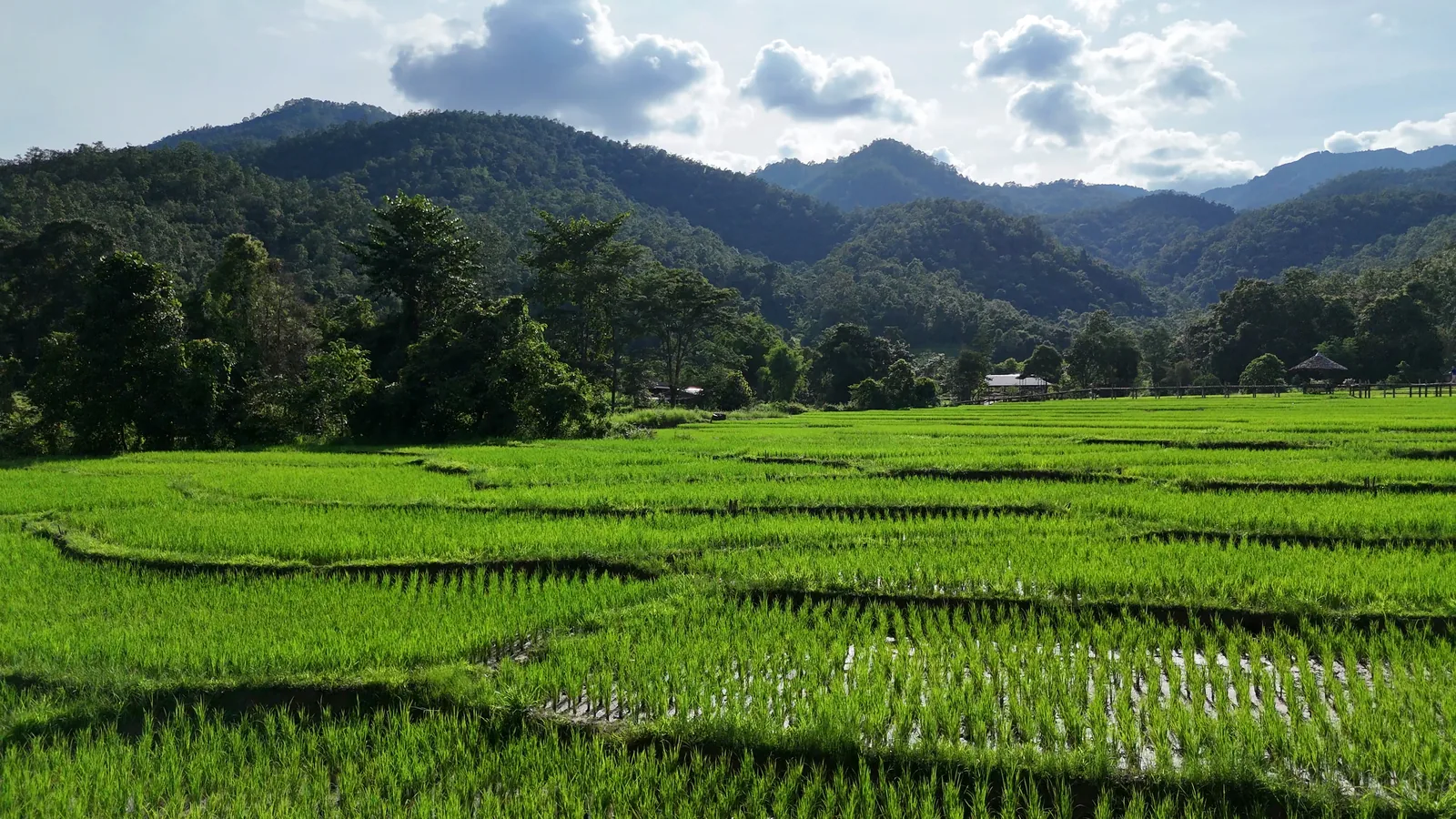 Rice fields and forested mountains on the way out to the bamboo bridge