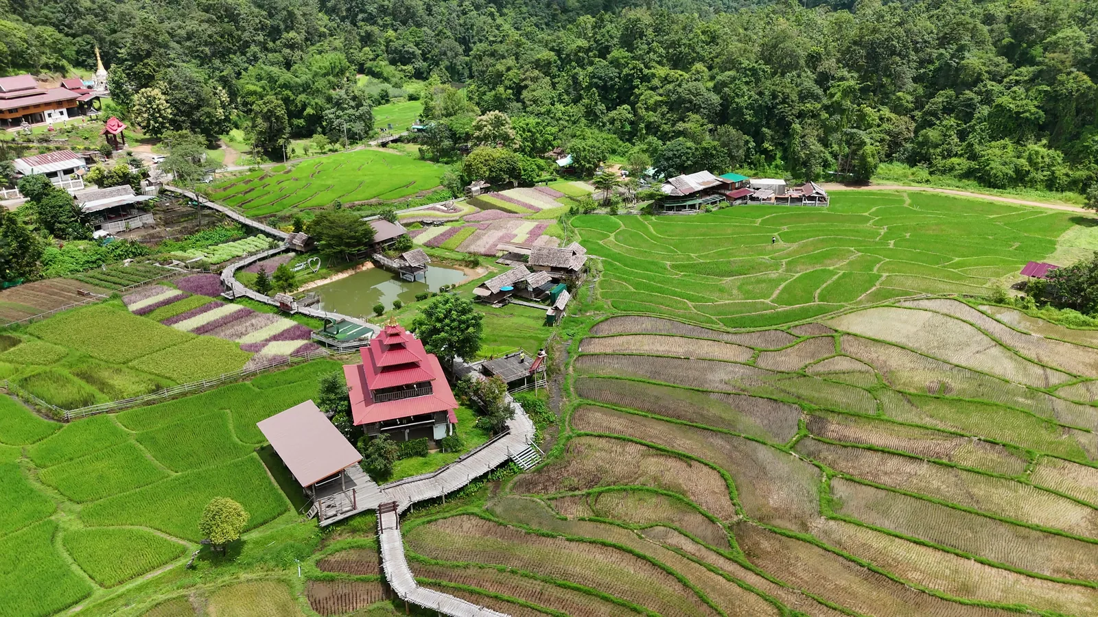 The red-roofed temple beside the bamboo bridge, among the rice fields