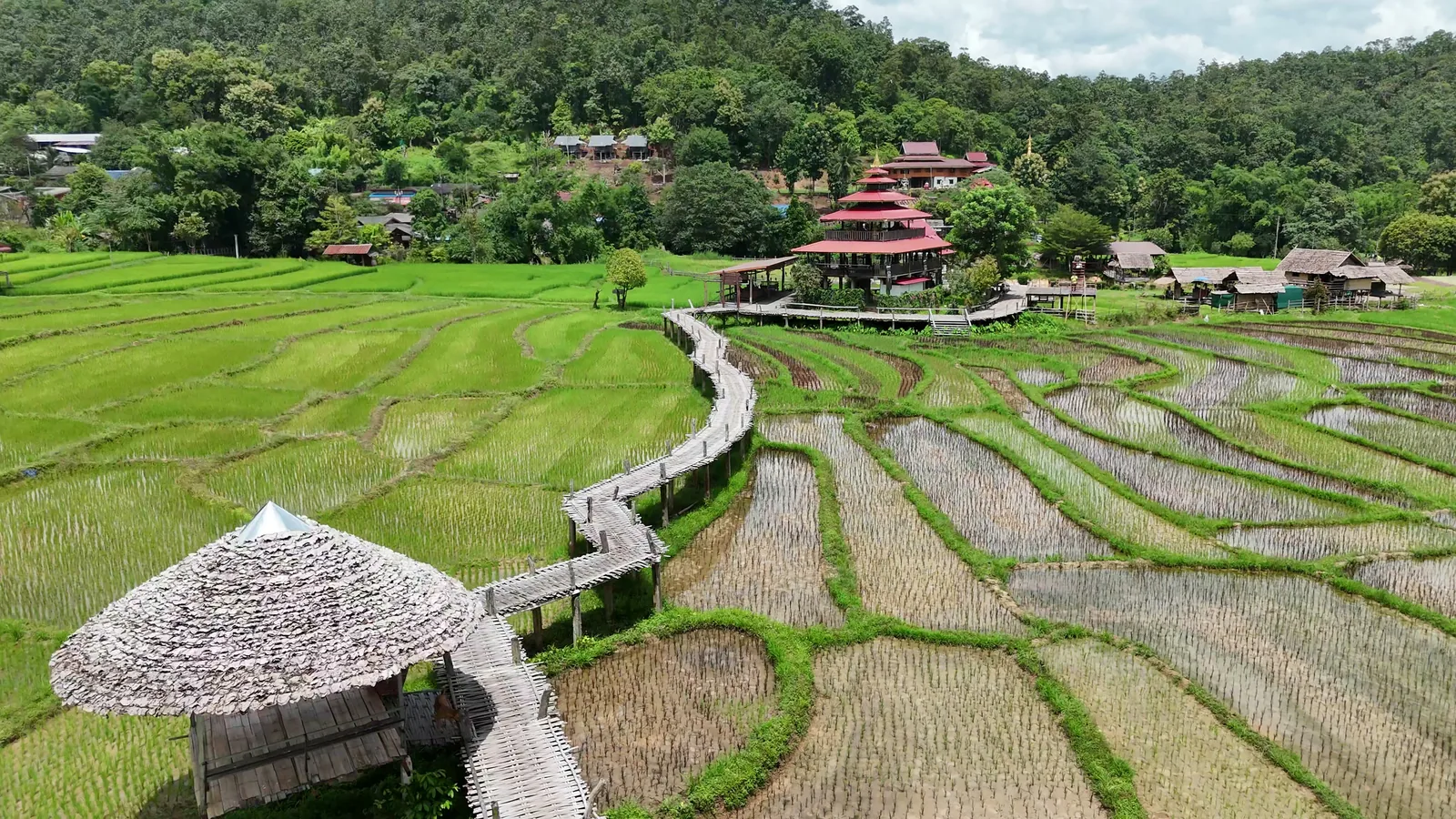 The bamboo walkway zigzagging over the paddies, with a thatched shelter and the temple at the far end