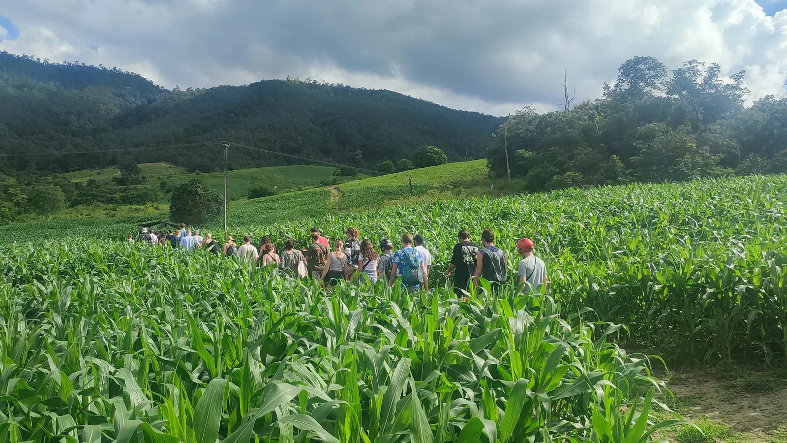 A group walking single file through a field of tall green maize on a hillside near Muang Paeng in August, forested hills behind