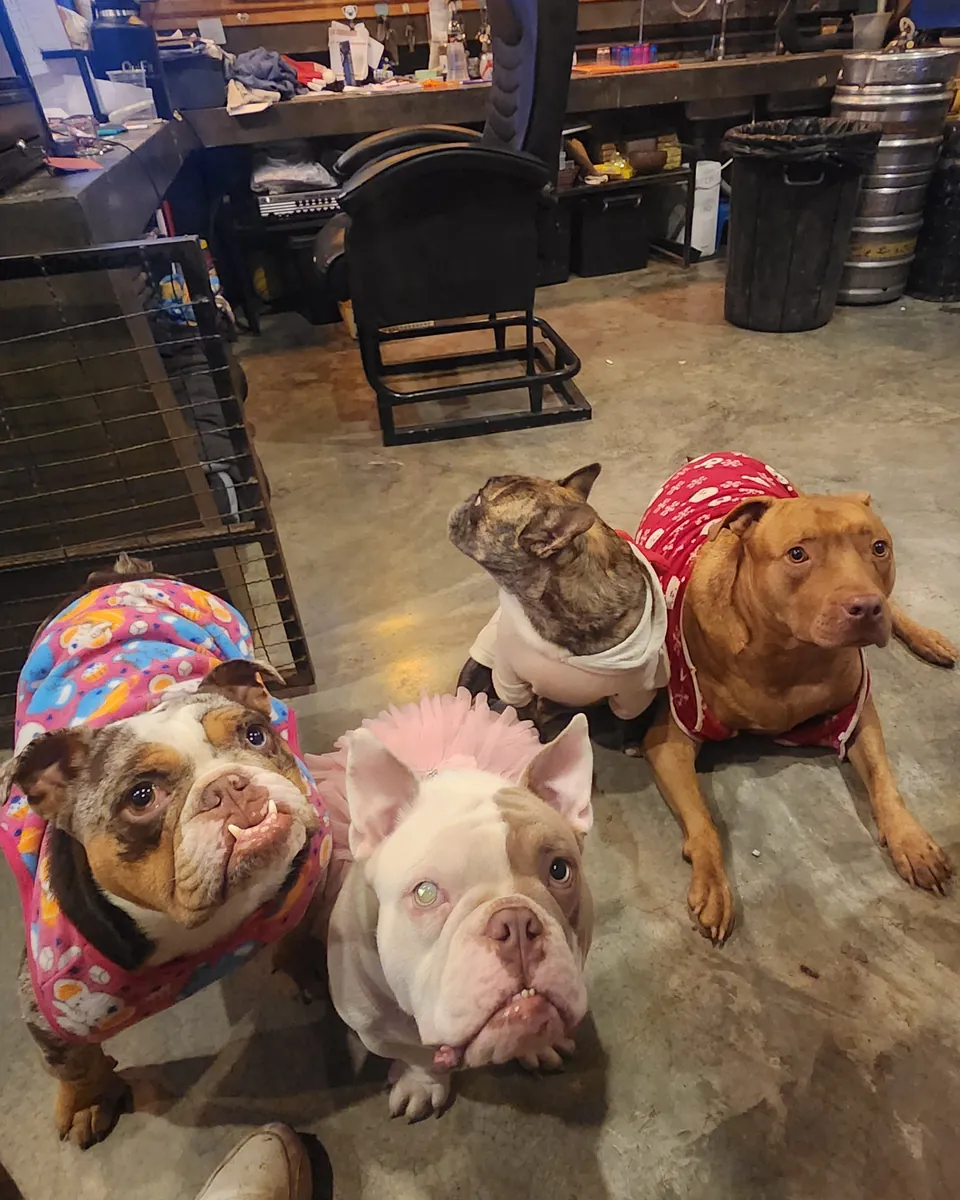 Four dogs in Christmas outfits on the floor by the bar at Nolo Hub Pai, two bulldogs at the front and a French bulldog and a red-brown dog lying behind them