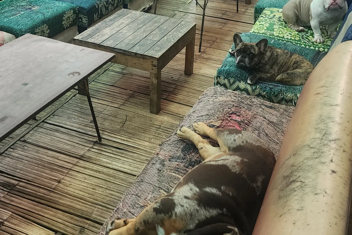 Two of the hostel’s bulldogs asleep on the cushions of a bamboo deck