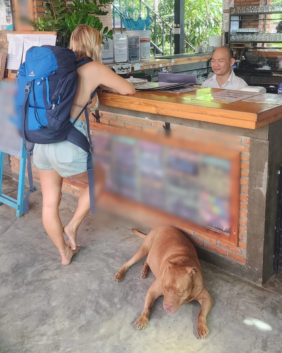 A guest with a big blue backpack leaning on the reception counter at Nolo Hub Pai, talking to a smiling member of staff, with one of the hostel dogs asleep on the floor